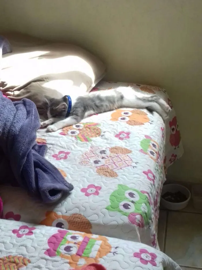 Gato ra a Não sei se é de raça  idade Abaixo de 2 meses nome Tom
