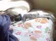 Tom