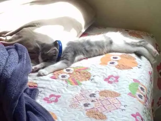 Gato ra a Não sei se é de raça  idade Abaixo de 2 meses nome Tom