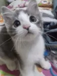 Tom