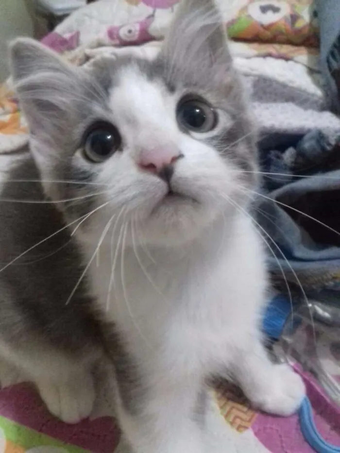 Gato ra a Não sei se é de raça  idade Abaixo de 2 meses nome Tom