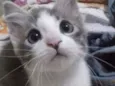 Tom