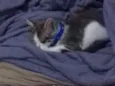 Tom