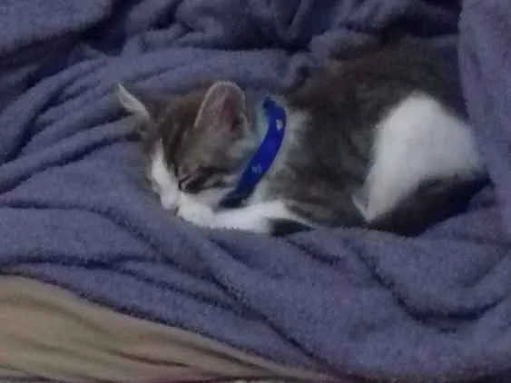 Gato ra a Não sei se é de raça  idade Abaixo de 2 meses nome Tom