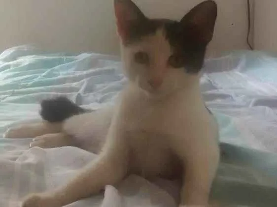 Gato ra a  idade 2 a 6 meses nome Mimi