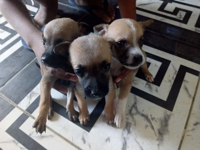 Cachorro raça Vira lata idade Abaixo de 2 meses nome Sem nomes