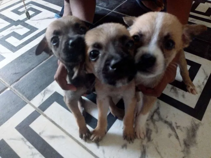 Cachorro raça Vira lata idade Abaixo de 2 meses nome Sem nomes