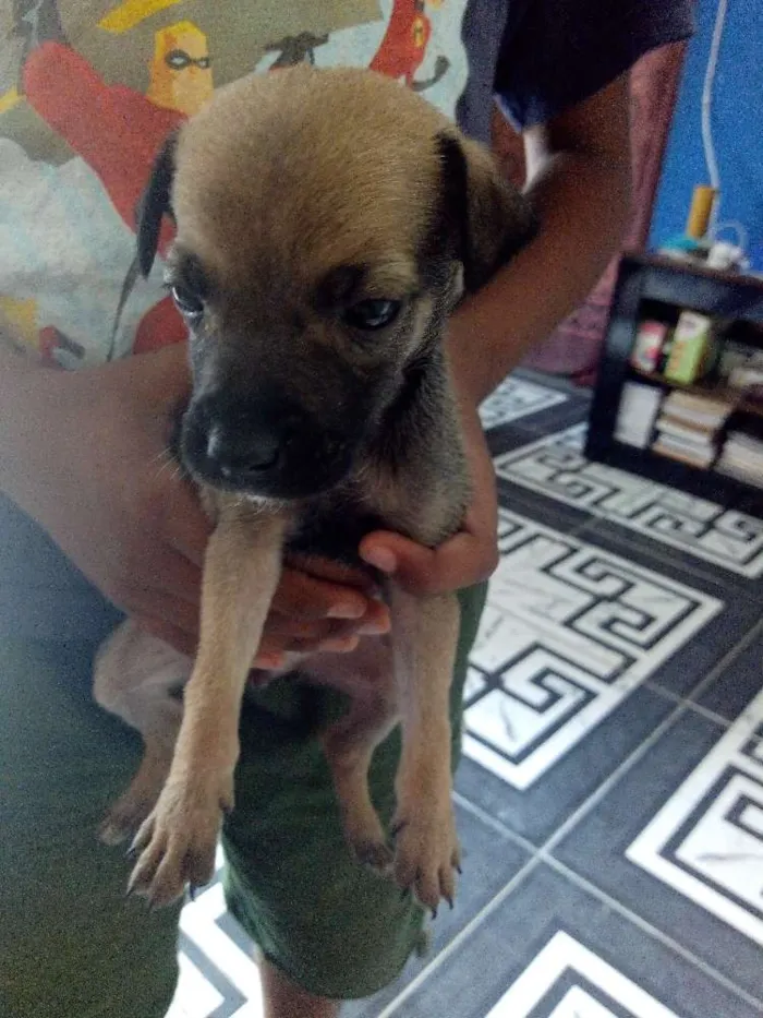 Cachorro raça Vira lata idade Abaixo de 2 meses nome Sem nomes