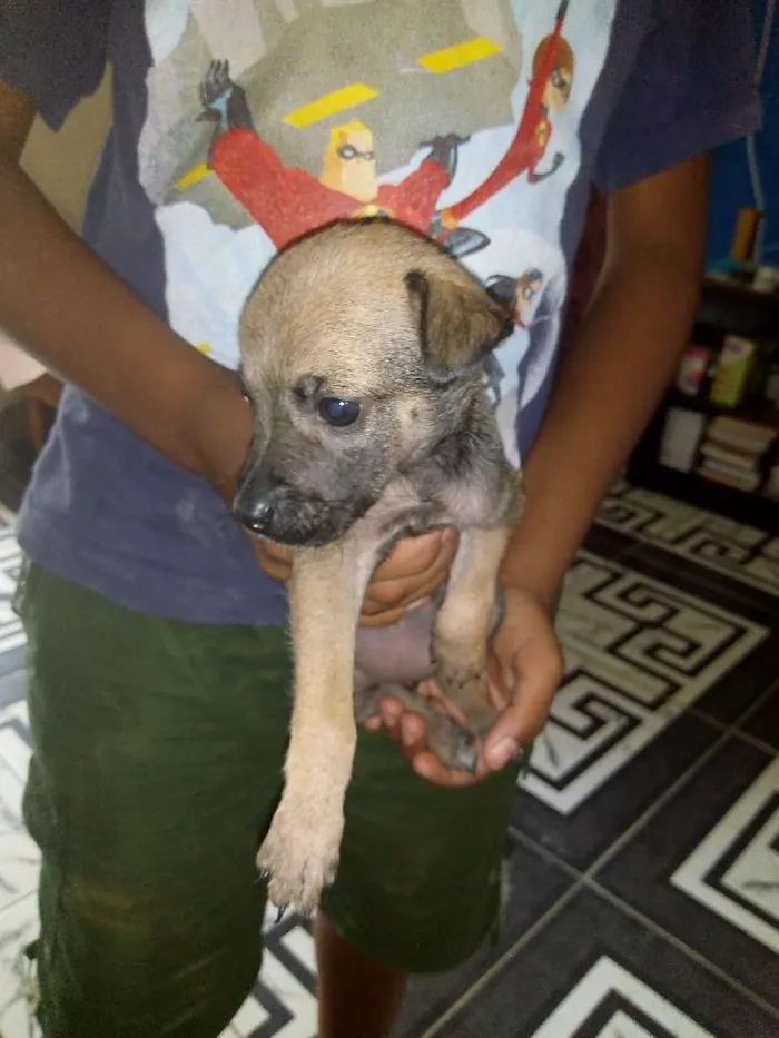 Cachorro raça Vira lata idade Abaixo de 2 meses nome Sem nomes