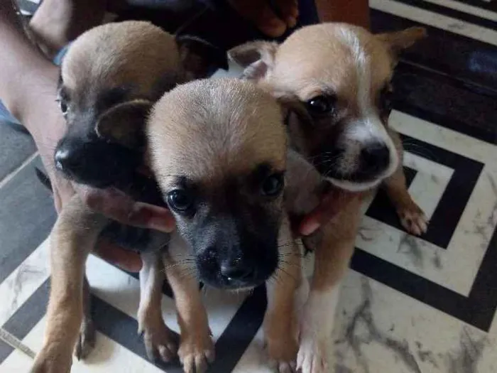 Cachorro raça Vira lata idade Abaixo de 2 meses nome Sem nomes