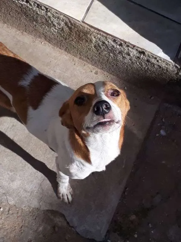 Cachorro ra a srm idade 1 ano nome solphy