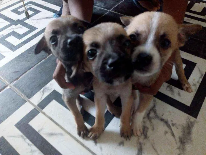 Cachorro raça Vira lata idade Abaixo de 2 meses nome Sem nomes