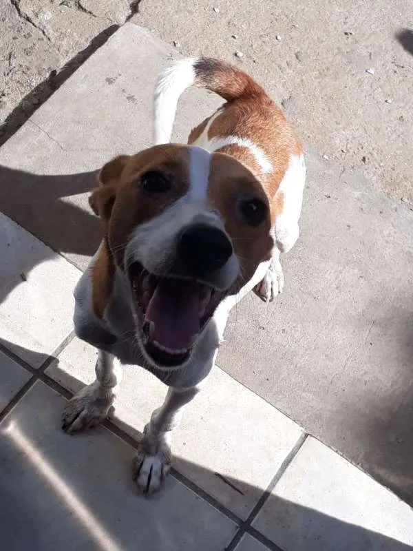 Cachorro ra a srm idade 1 ano nome solphy