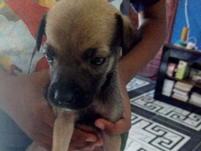Cachorro raça Vira lata idade Abaixo de 2 meses nome Sem nomes