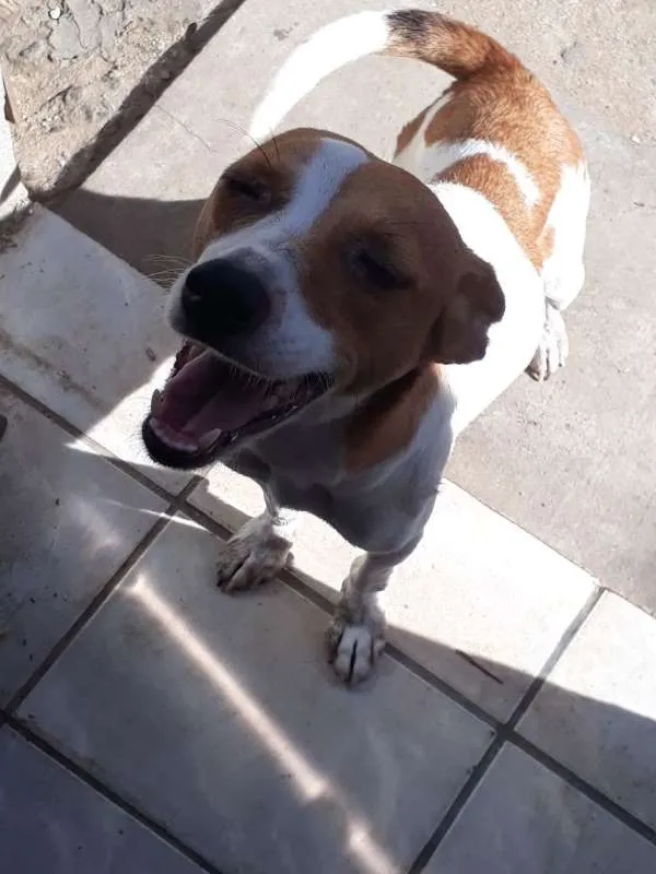 Cachorro ra a srm idade 1 ano nome solphy