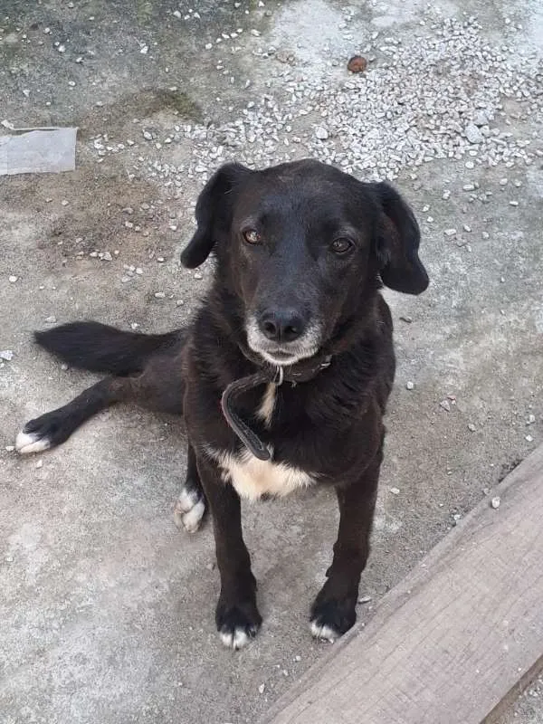 Cachorro ra a SRD idade 3 anos nome nega 