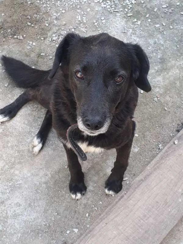 Cachorro ra a SRD idade 3 anos nome nega 