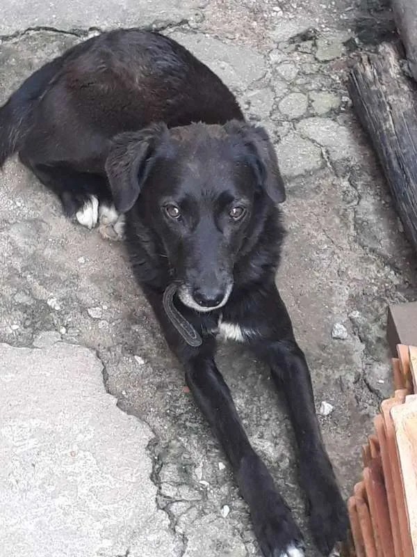 Cachorro ra a SRD idade 3 anos nome nega 