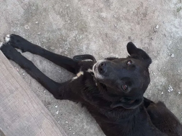 Cachorro ra a SRD idade 3 anos nome nega 