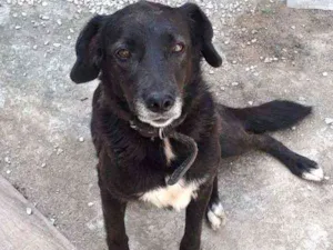 Cachorro raça SRD idade 3 anos nome nega 