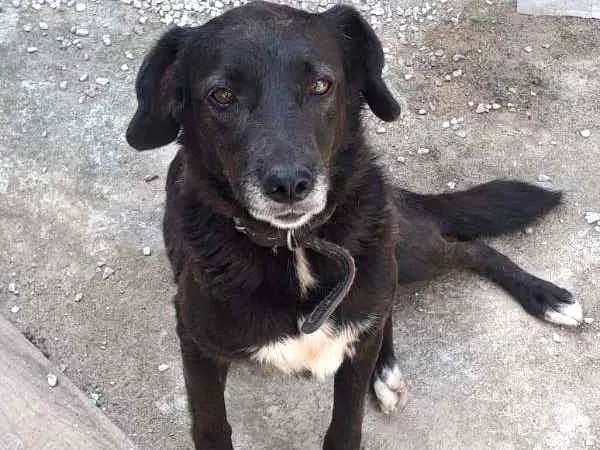 Cachorro ra a SRD idade 3 anos nome nega 