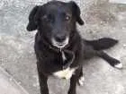 Cachorro raça SRD idade 3 anos nome nega 