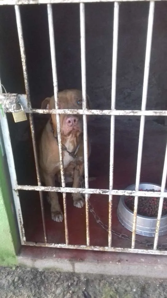 Cachorro raça Pitbull idade 6 ou mais anos nome Zafira