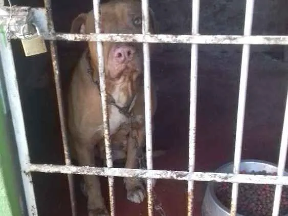 Cachorro raça Pitbull idade 6 ou mais anos nome Zafira