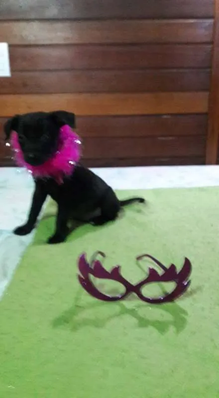 Cachorro ra a SRD idade 2 a 6 meses nome Lala, Lele e Lili