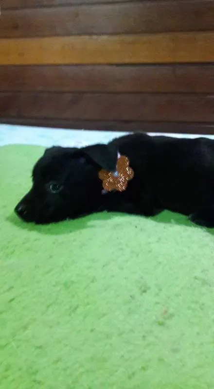 Cachorro ra a SRD idade 2 a 6 meses nome Lala, Lele e Lili