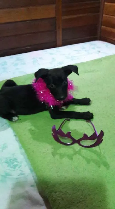 Cachorro ra a SRD idade 2 a 6 meses nome Lala, Lele e Lili