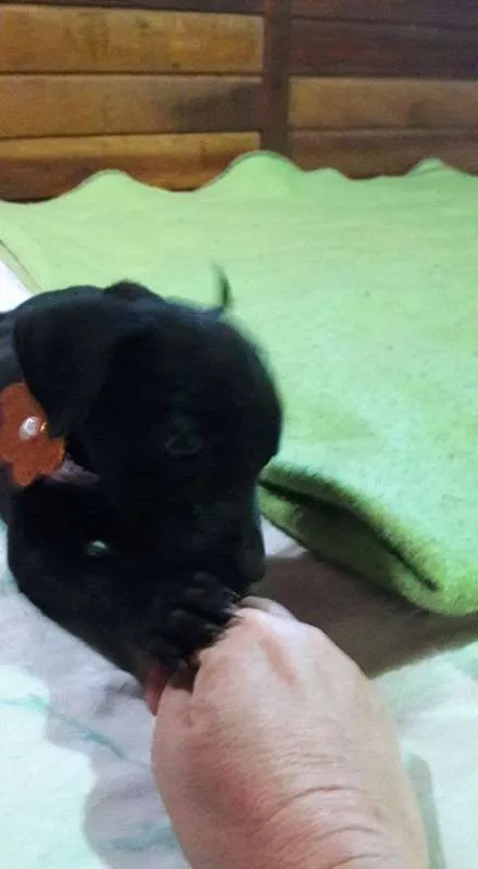 Cachorro ra a SRD idade 2 a 6 meses nome Lala, Lele e Lili