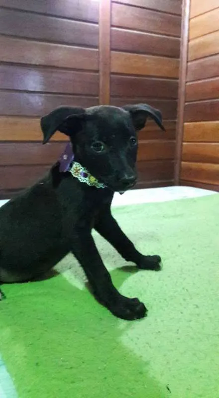 Cachorro ra a SRD idade 2 a 6 meses nome Lala, Lele e Lili