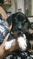 Cachorro ra a SRD idade 2 a 6 meses nome Meninas Camila
