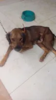 Ruffus