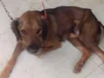 Ruffus