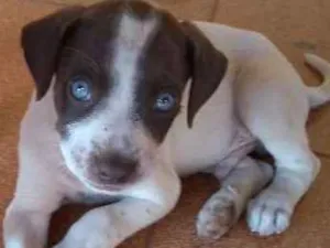 Cachorro raça Vira lata idade 2 a 6 meses nome Não tem nome