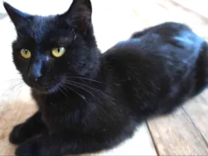 Gato raça  idade 1 ano nome Castiel 