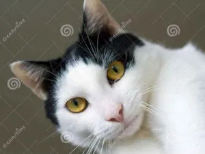 Gato raça  idade 1 ano nome Mia 
