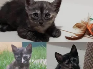 Gato raça  idade Abaixo de 2 meses nome sem nome