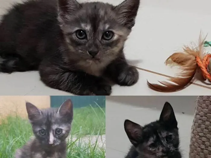 Gato ra a  idade Abaixo de 2 meses nome sem nome