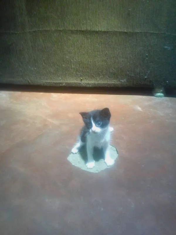 Gato ra a  idade 2 a 6 meses nome Luna 