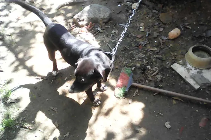 Cachorro raça vira lata idade 6 ou mais anos nome spike