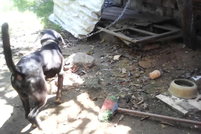 Cachorro raça vira lata idade 6 ou mais anos nome spike