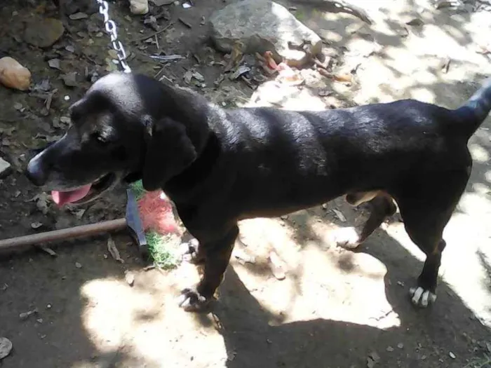 Cachorro raça vira lata idade 6 ou mais anos nome spike