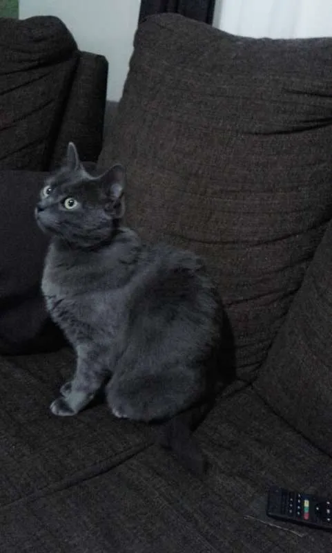 Gato ra a British Shorthair idade 3 anos nome Alice