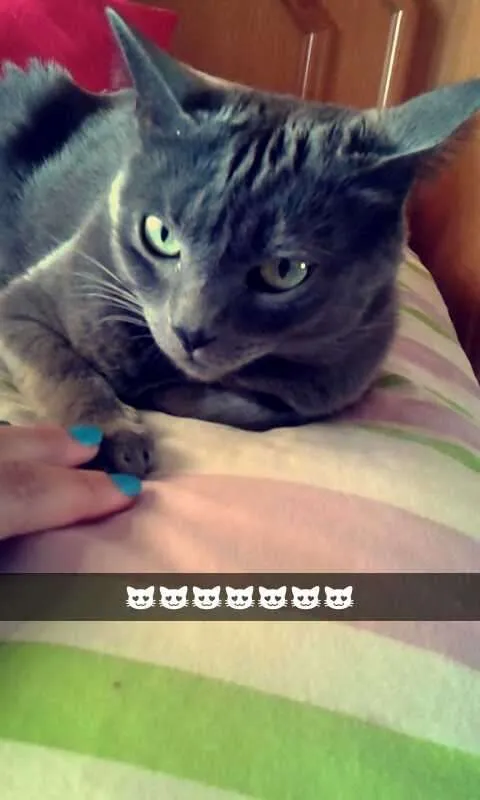 Gato ra a British Shorthair idade 3 anos nome Alice