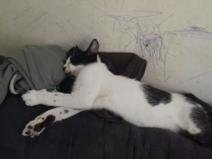 Gato ra a Srd idade 7 a 11 meses nome Sem nome
