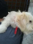Benji