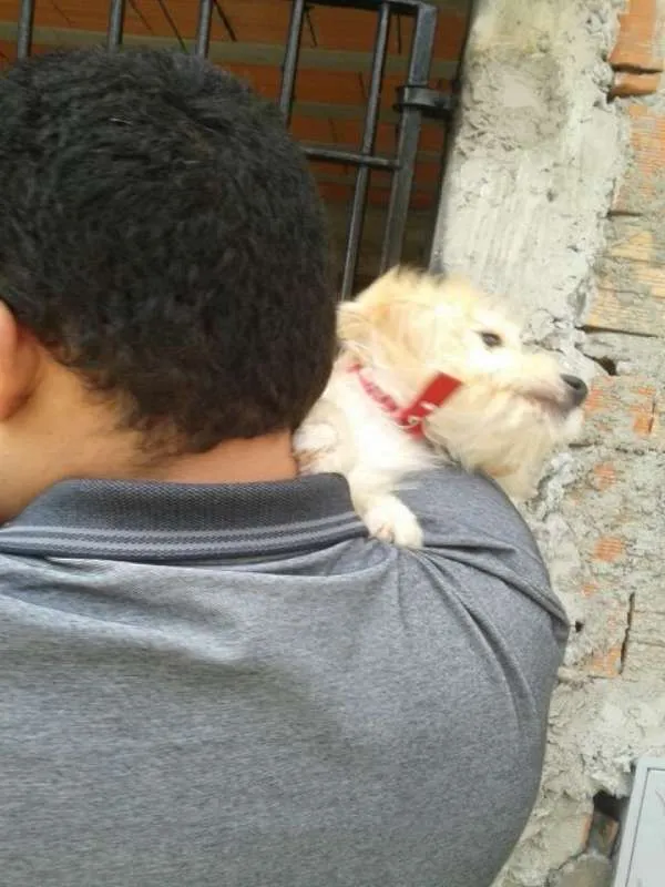 Cachorro ra a  idade 2 a 6 meses nome Benji